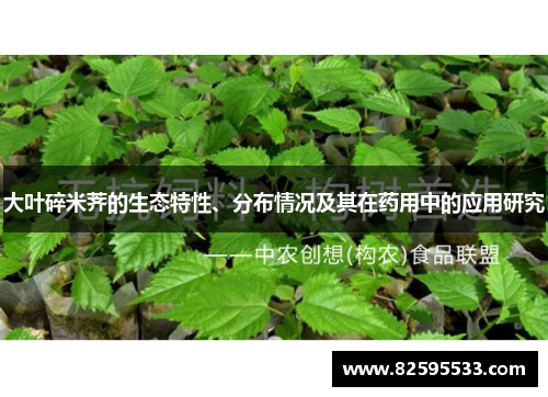 大叶碎米荠的生态特性、分布情况及其在药用中的应用研究